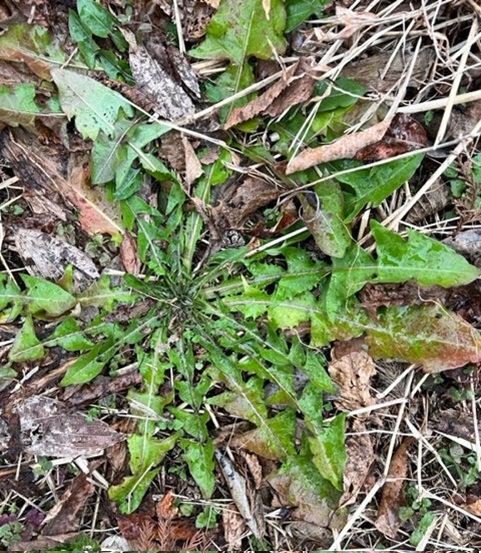 植草学園大学発達教育学部「共生の森人」活動の様子です。