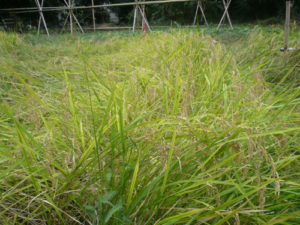 植草共生の森で「稲刈り体験」をしました