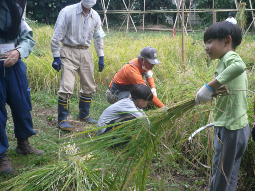 植草共生の森で「稲刈り体験」をしました