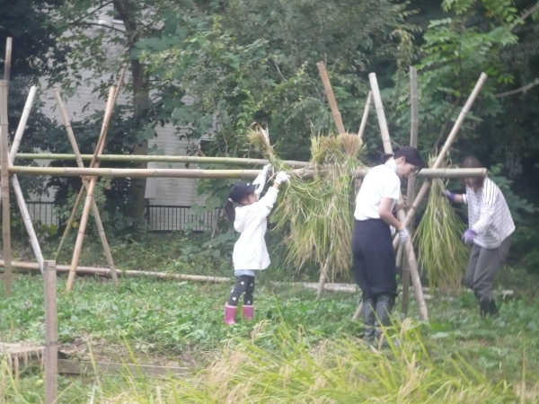 植草共生の森で「稲刈り体験」をしました
