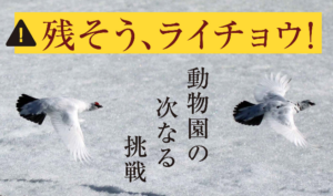 雷鳥の保護活動に協力しました