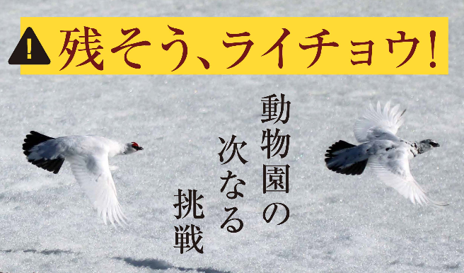 雷鳥の保護活動に協力しました