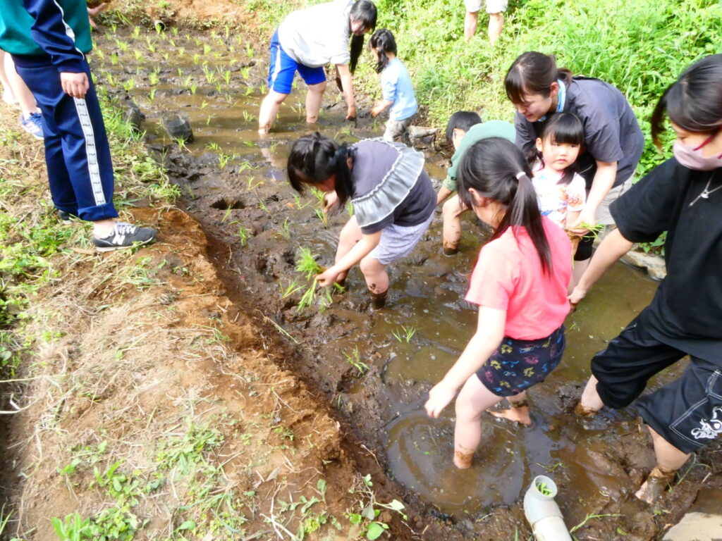 植草共生の森で「田植え体験会」を実施しました