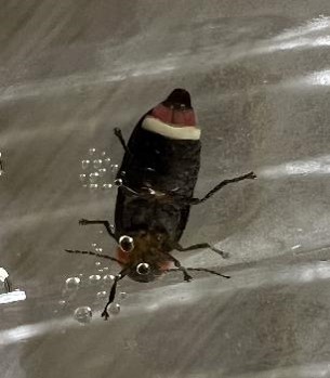 ヘイケボタルの雌(発光器が1本)